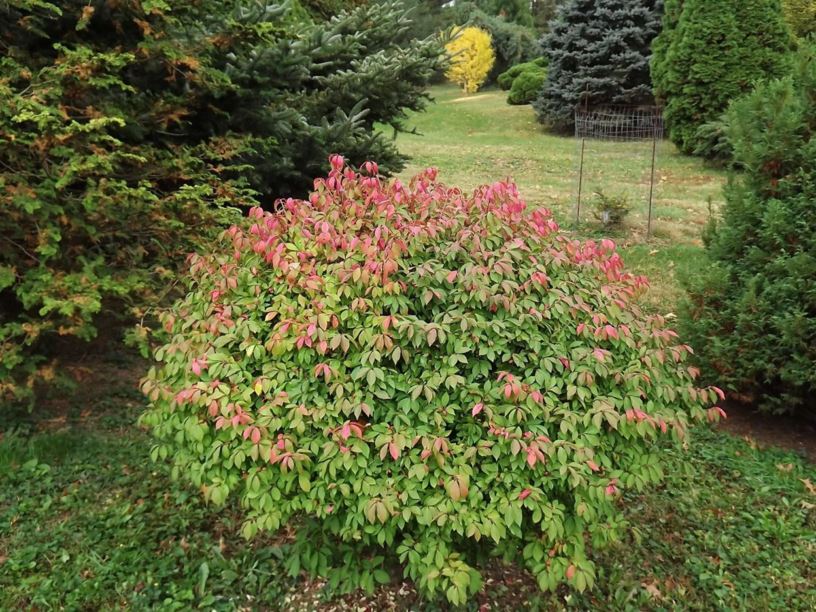 Euonymus alatus 'Rudy Haag' Rudy Haag winged euonymus, Rudy Haag