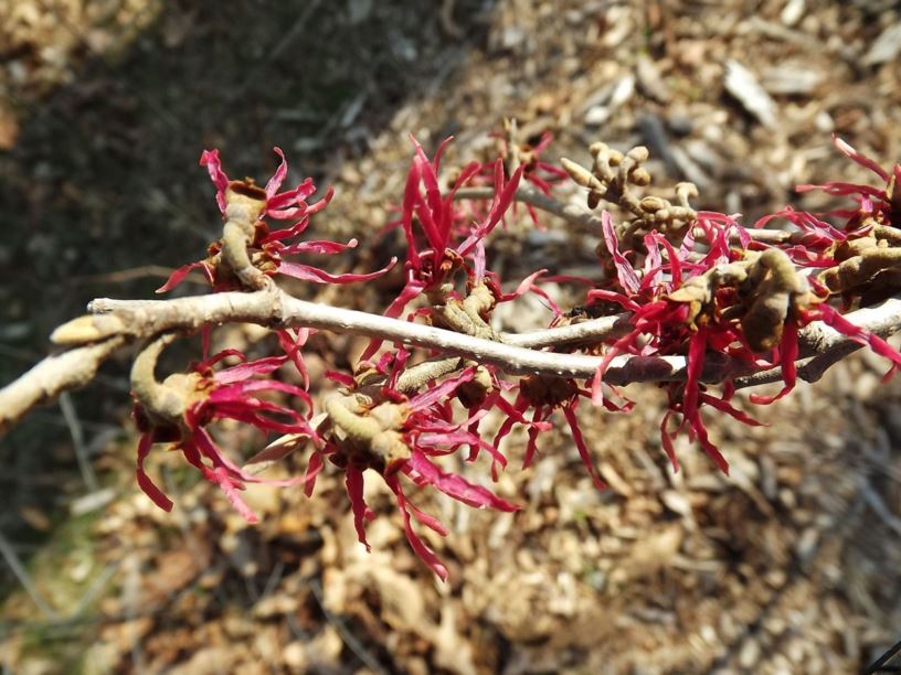 Hamamelis japonica 'Tsukubanakureai' Tsukubanakureai Japanese witch