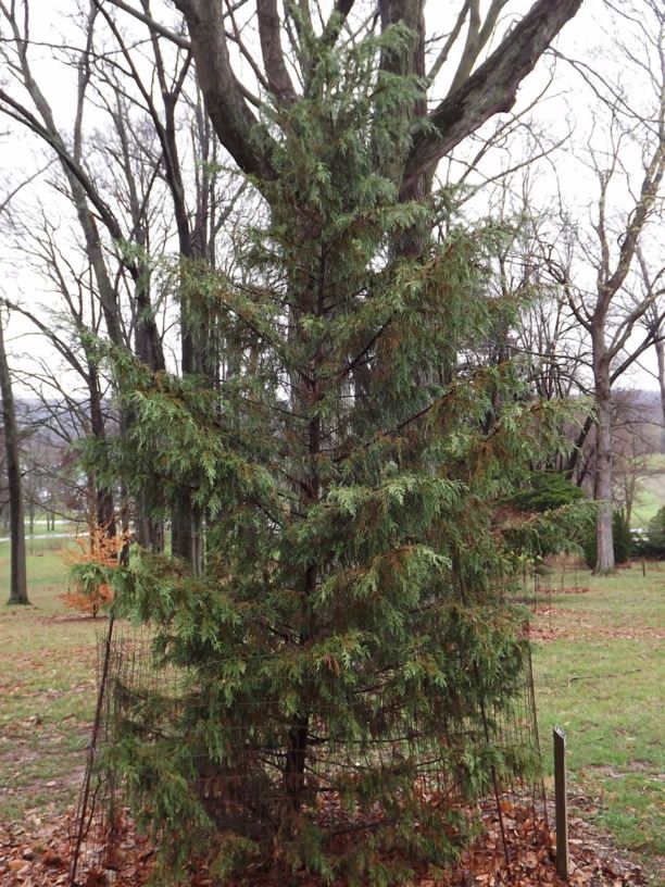 Geordie NaylorLeyland at Ada Martinez blog