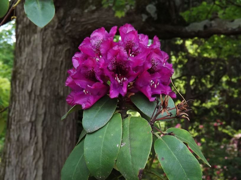 Rhododendron 'Butler Port' Butler Port rhododendron The Dawes Arboretum