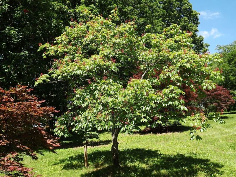 Aesculus pavia red buckeye The Dawes Arboretum