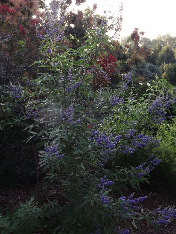 Vitex agnuscastus 'Abbeville Blue' Abbeville Blue common chastetree