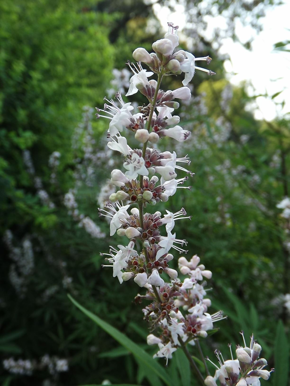 Vitex agnuscastus 'Alba' whiteflower common chastetree, white