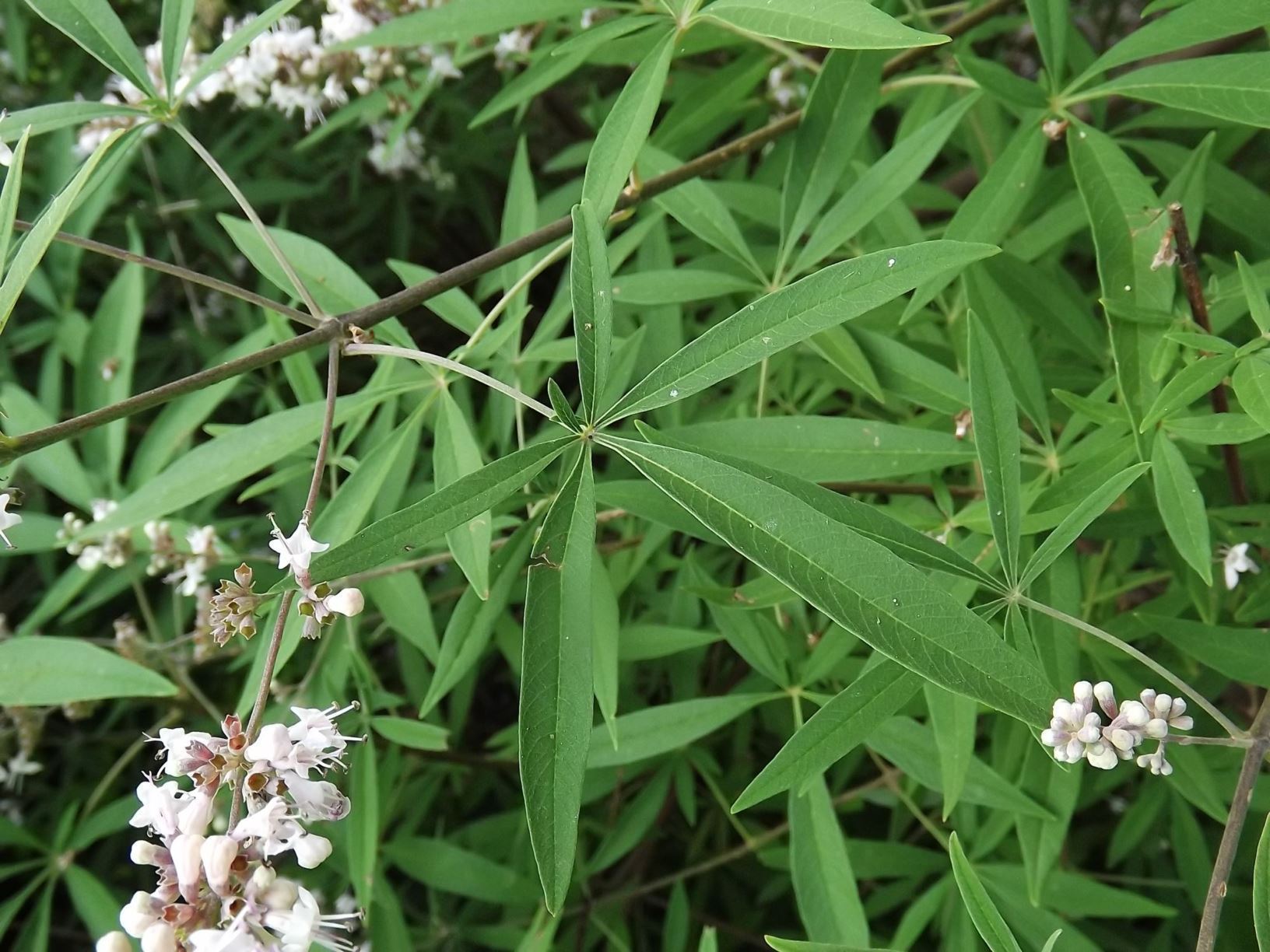 Vitex agnuscastus 'Alba' whiteflower common chastetree, white