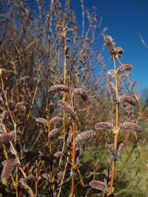 Salix koriyanagi 'Rubykins' Rubykins Korean basket willow The Dawes