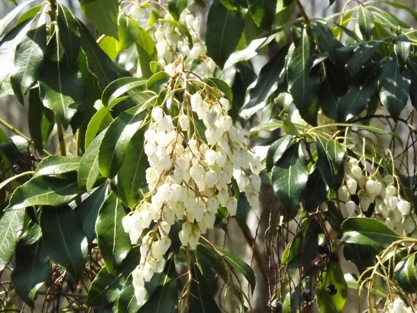 Pieris japonica 'Scarlett O'Hara' Scarlett O'Hara Japanese pieris