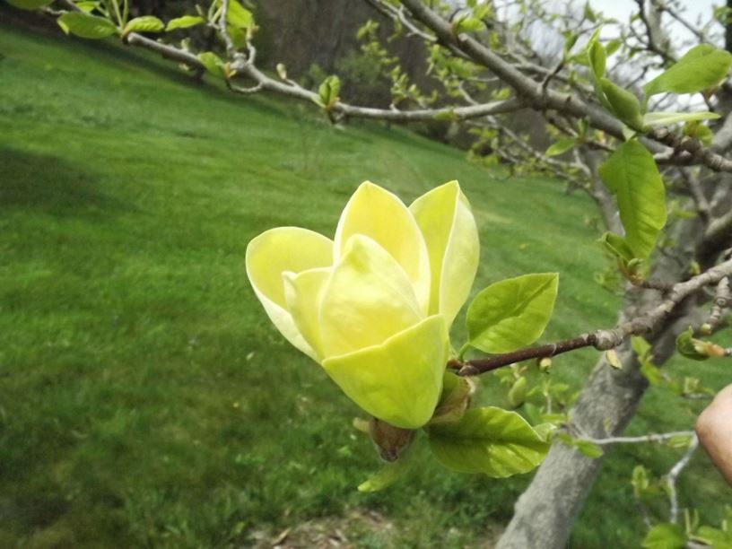 Magnolia 'Yellow Bird' Yellow Bird magnolia The Dawes Arboretum