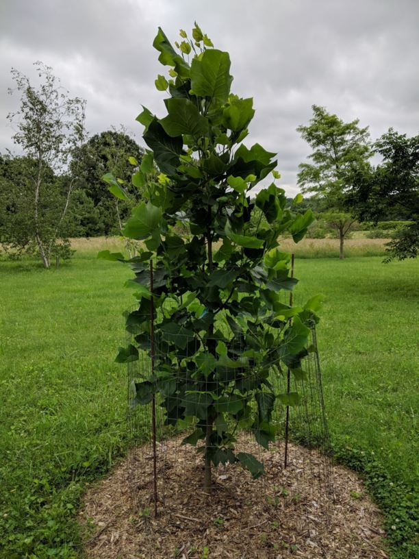 Liriodendron tulipifera 'JFSOz' Emerald City® Emerald City® tulip