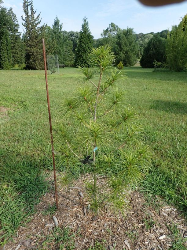 Sciadopitys verticillata 'Joe Kozey' Joe Kozey Japanese umbrellapine