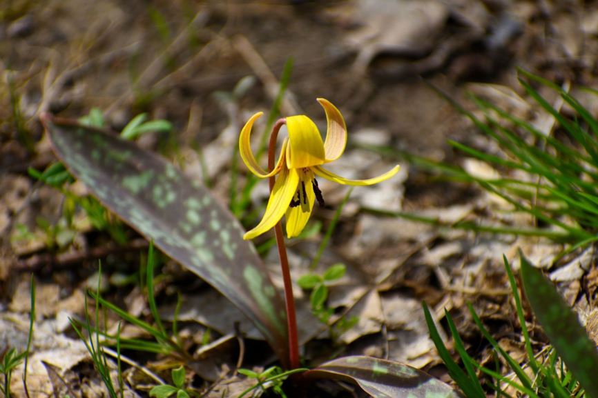 Erythronium americanum yellow troutlily, yellow adder'stongue