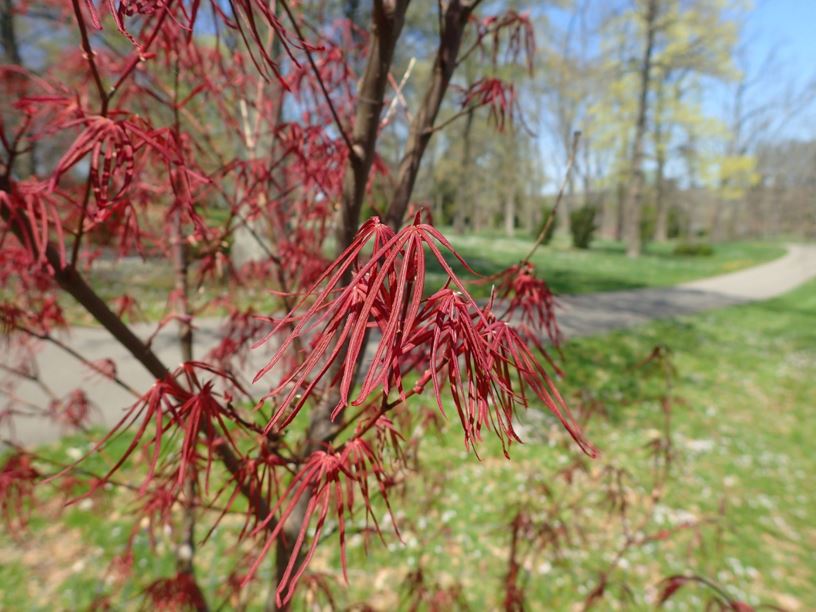 Acer palmatum 'Hubbs Red Willow' Hubbs Red Willow Japanese maple
