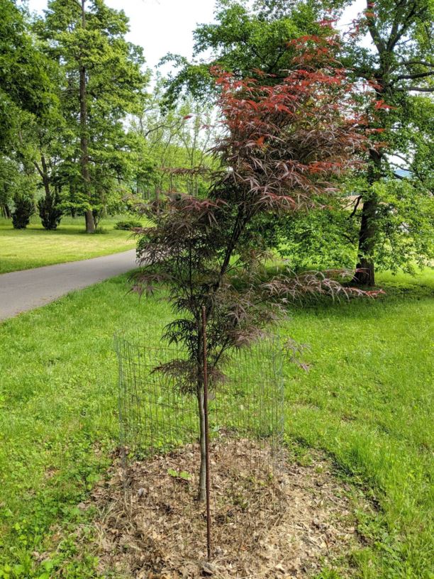 Acer palmatum 'Hubbs Red Willow' Hubbs Red Willow Japanese maple