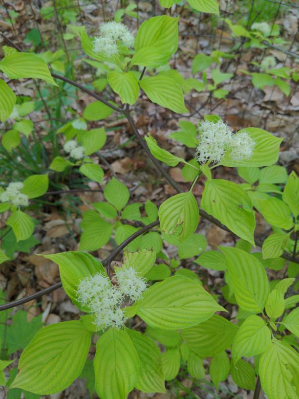 Cornus alternifolia 'Bachone' Gold Bullion™ Gold Bullion™ pagoda