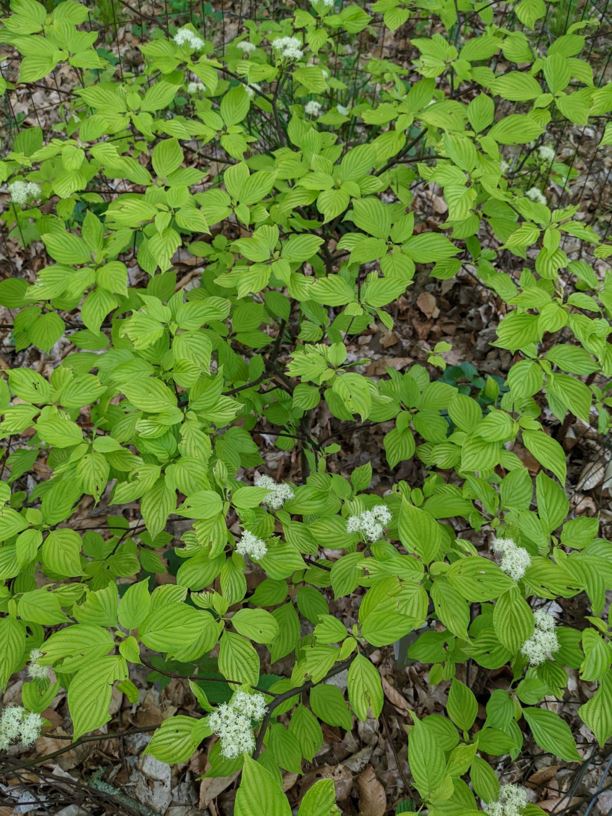 Cornus alternifolia 'Bachone' Gold Bullion™ Gold Bullion™ pagoda