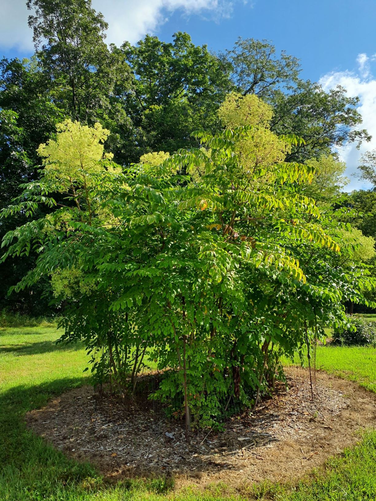 Aralia spinosa devil'swalkingstick, The Dawes