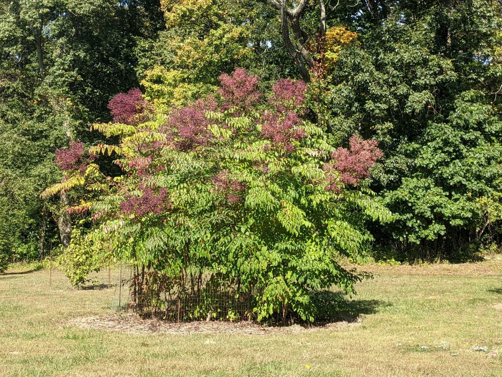 Aralia spinosa devil'swalkingstick, The Dawes