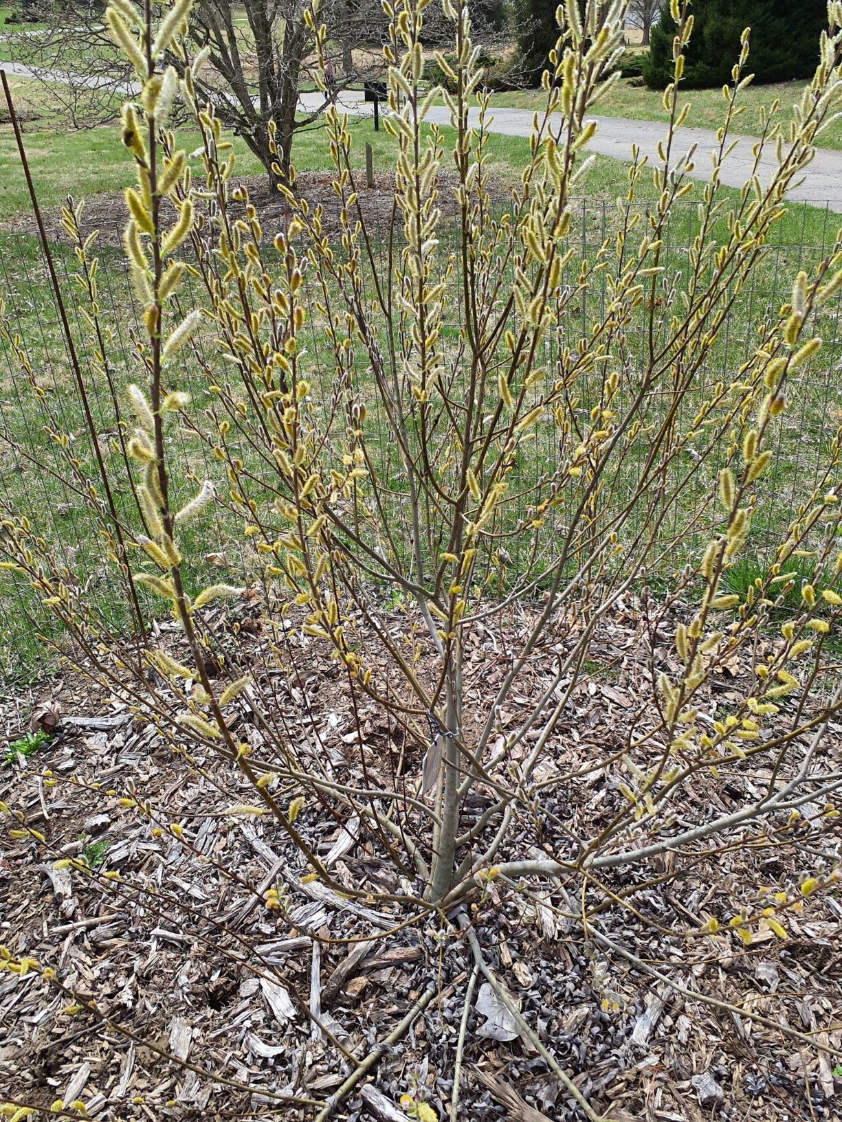 Salix eriocephala diamond willow, heartleaf willow, Missouri willow