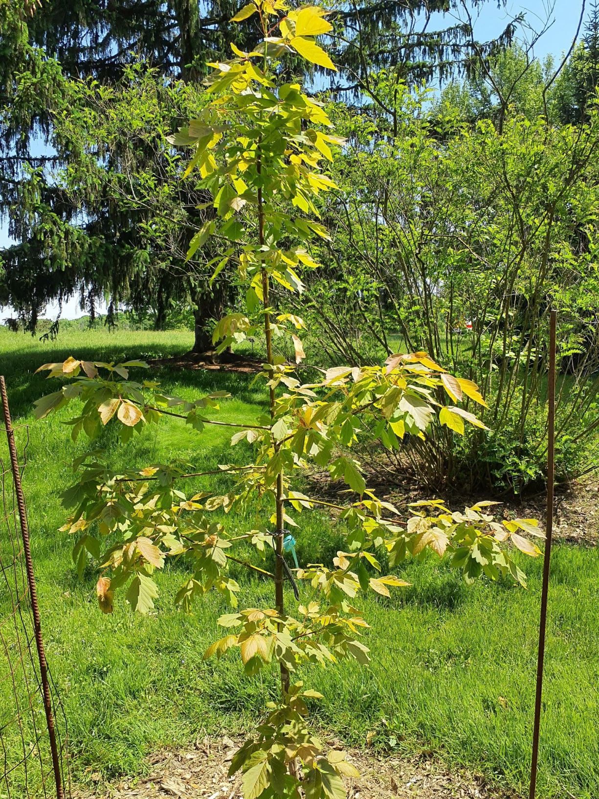 Acer negundo 'Sensation' Sensation ashleaf maple, Sensation boxelder