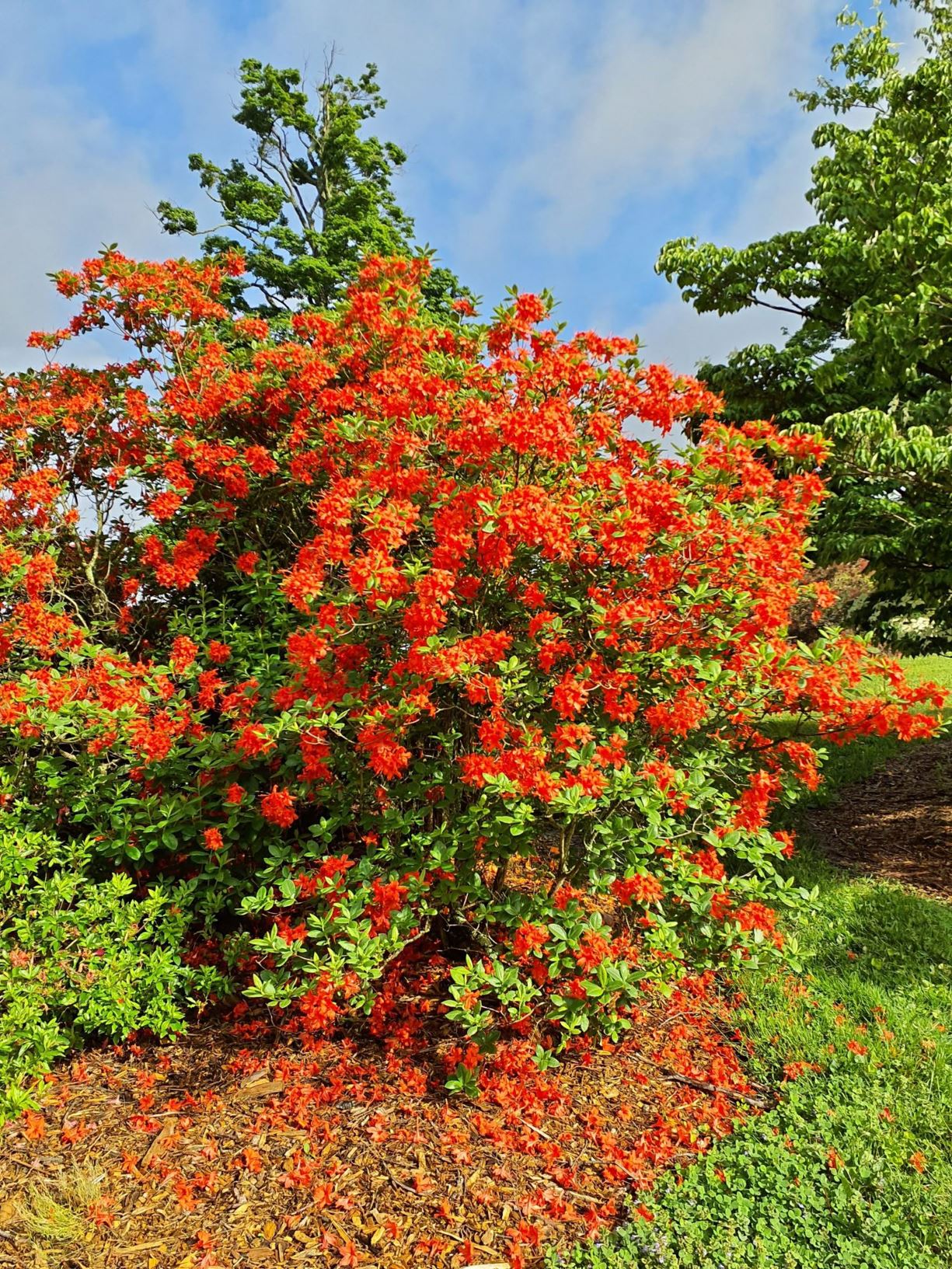 Rhododendron 'Ilam Copper Cloud' Ilam Copper Cloud azalea The Dawes