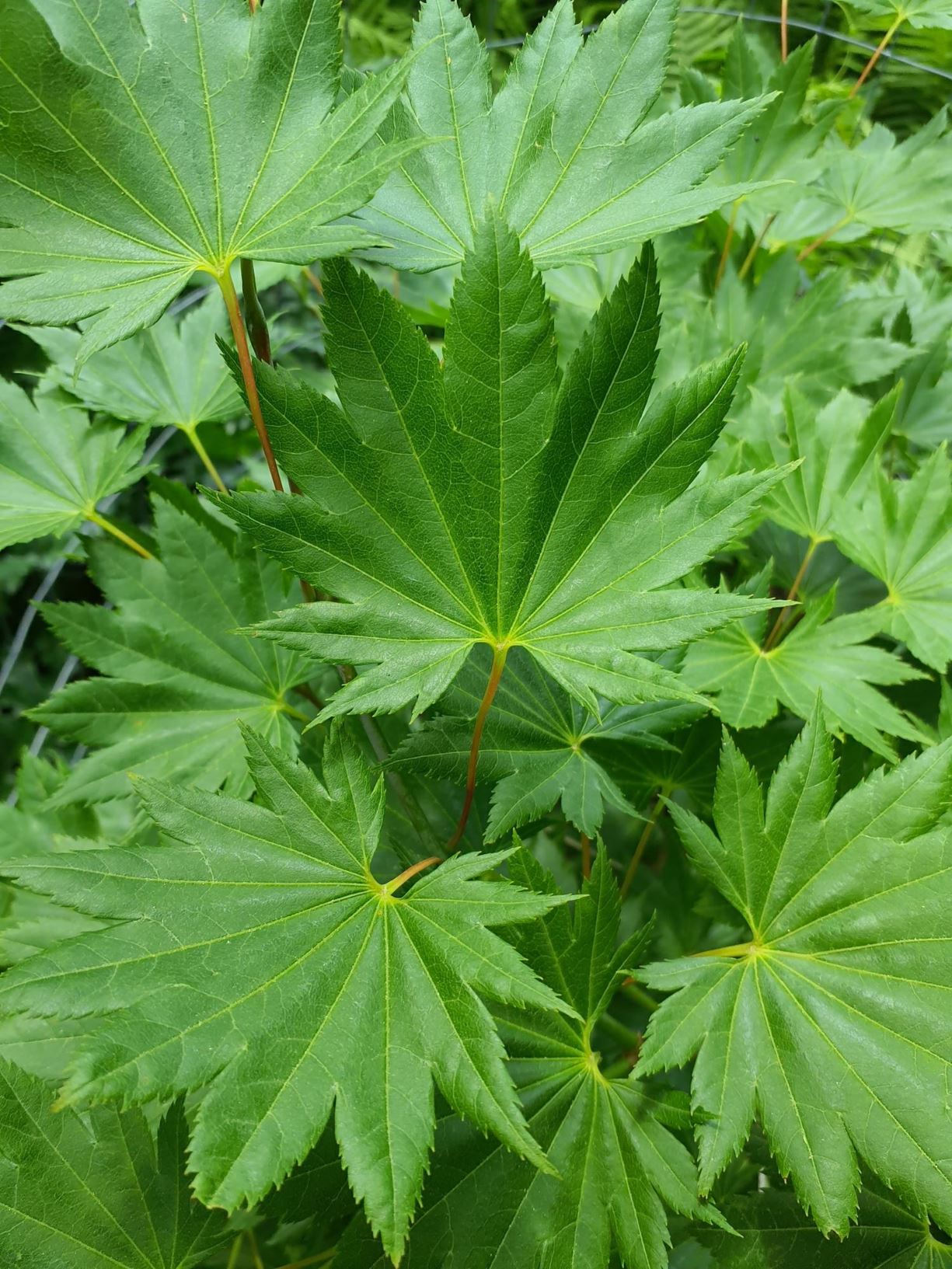 Acer shirasawanum 'Red Wing' Red Wing fullmoon maple The Dawes