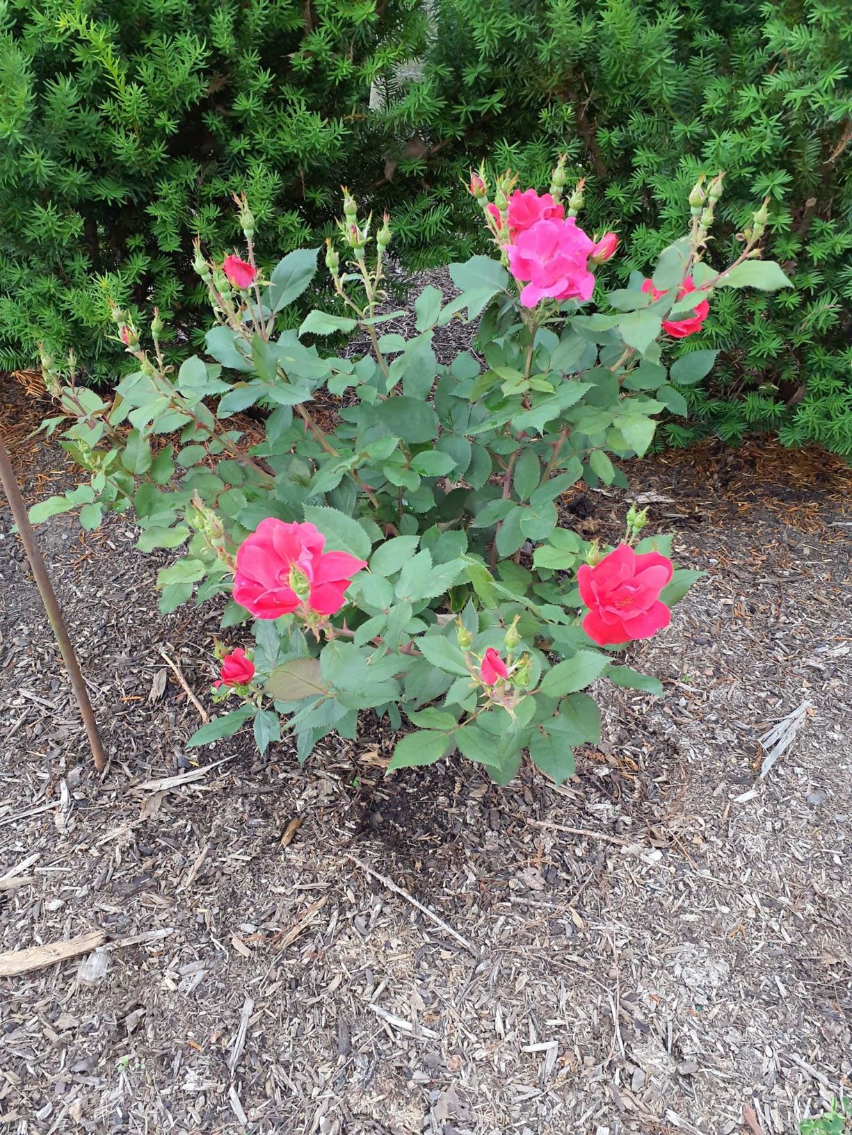 Rosa 'Radrazz' The Knock Out® The Knock Out® rose The Dawes Arboretum