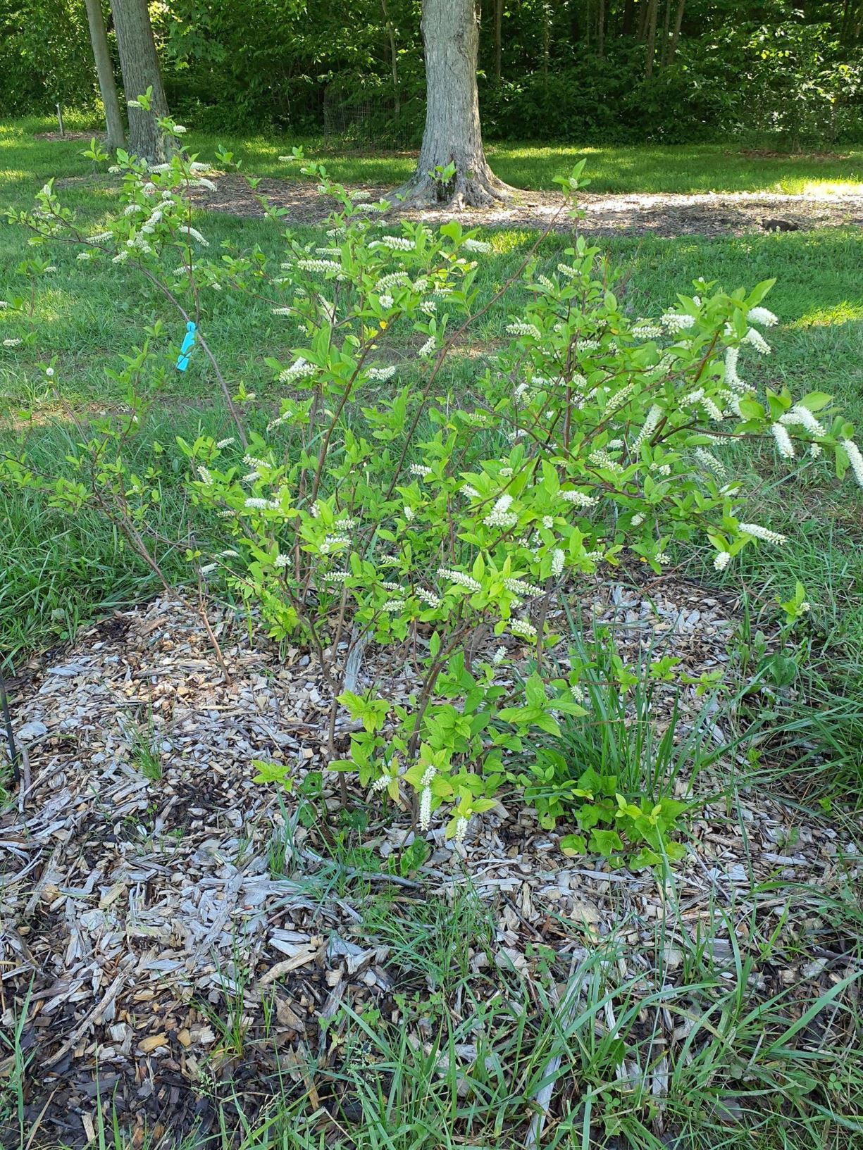 Itea virginica Virginia sweetspire, Virginiawillow, Virginiatea