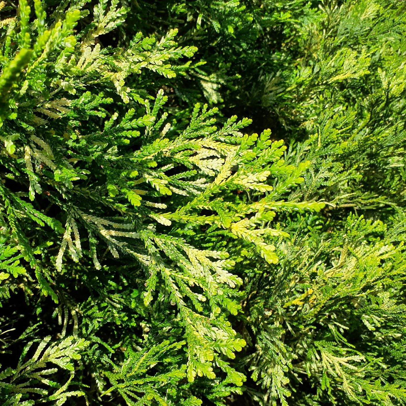 Thujopsis dolabrata 'Variegata' variegated hiba false arborvitae