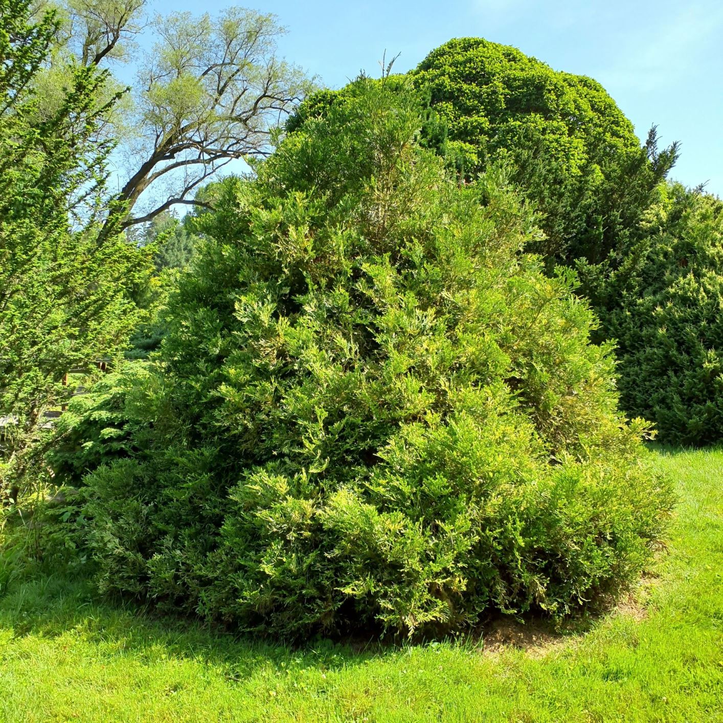 Thujopsis dolabrata 'Variegata' variegated hiba false arborvitae