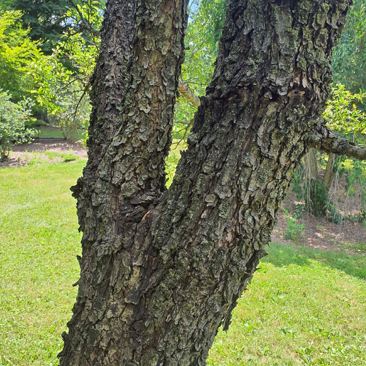 Ulmus parvifolia 'Cork Bark' Cork Bark Chinese elm, Cork Bark