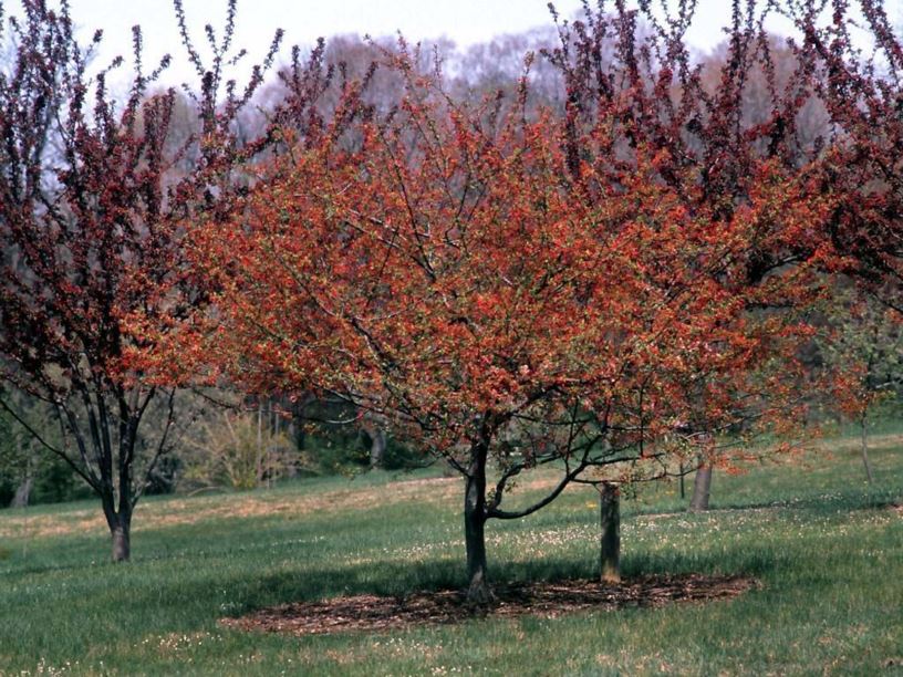 Malus floribunda Japanese crab apple The Dawes Arboretum
