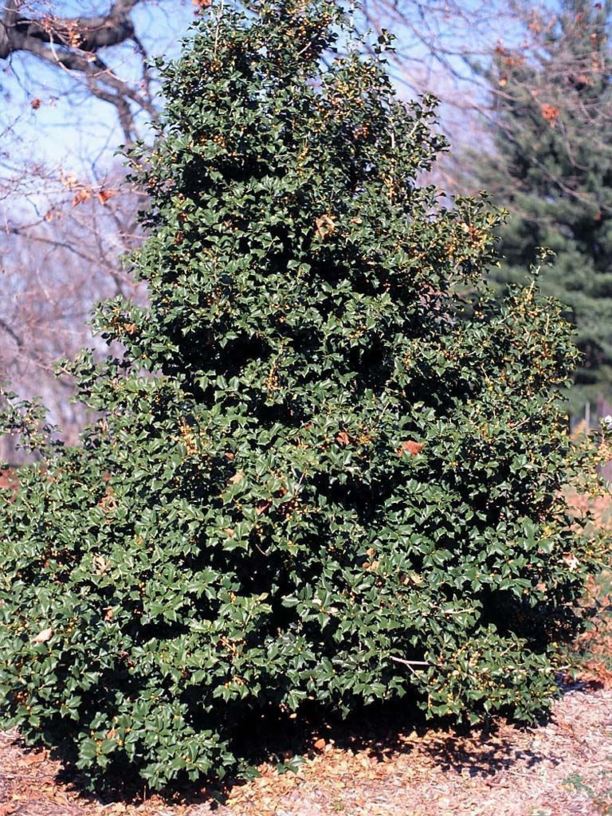 Ilex opaca 'Longwood Gardens' Longwood Gardens American holly The
