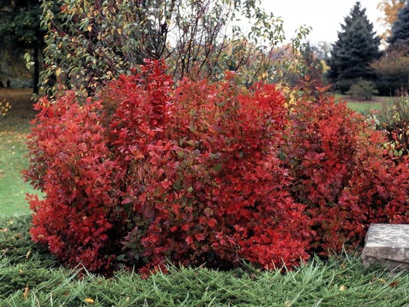 Viburnum trilobum 'Bailey Compact' Bailey Compact American cranberry