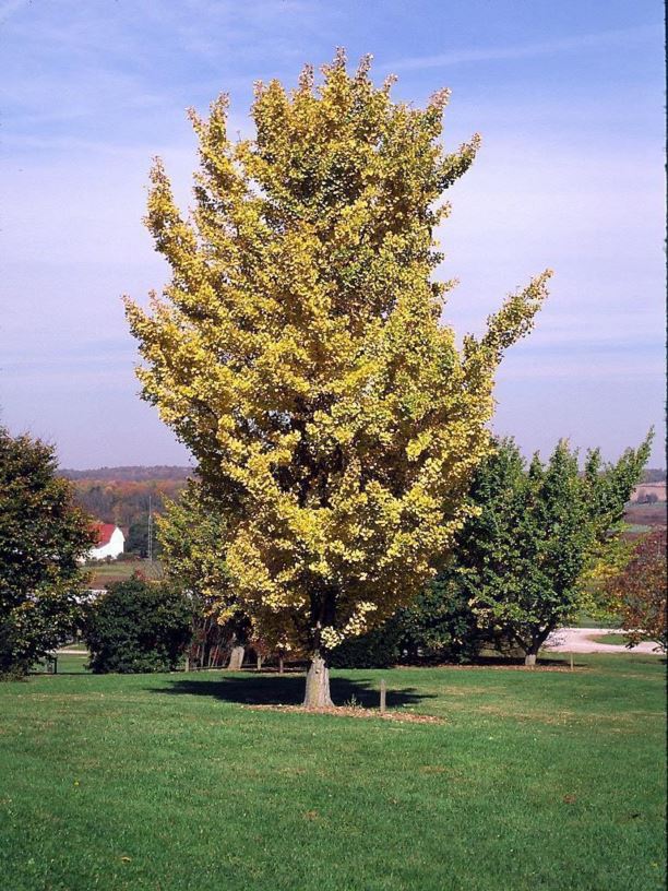 Ginkgo biloba ginkgo, maidenhair tree The Dawes Arboretum