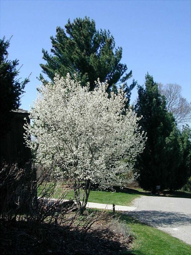 Amelanchier × grandiflora 'Robin Hill' Robin Hill apple serviceberry The Dawes Arboretum