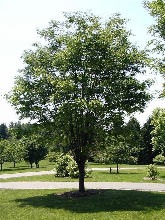 Zelkova serrata 'PNI 6960' Green Vase® Green Vase® Japanese zelkova