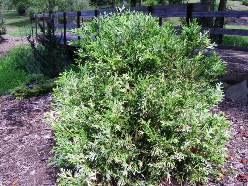 Thujopsis dolabrata 'Variegata' variegated hiba false arborvitae