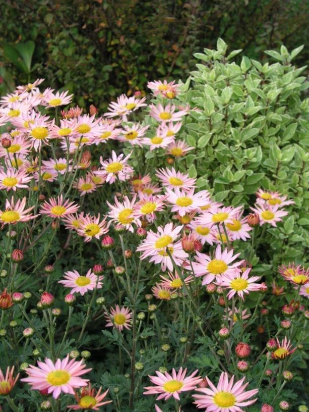 Chrysanthemum 'Sheffield Pink' Sheffield Pink hardy chrysanthemum, Hillside Sheffield Pink