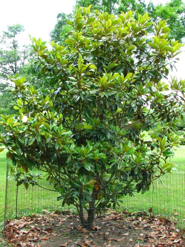 Magnolia grandiflora 'Victoria' Victoria southern magnolia The Dawes Arboretum