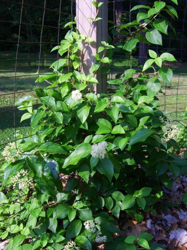 Decumaria barbara woodvamp, climbinghydrangea The Dawes Arboretum