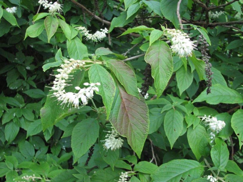 Clethra acuminata cinnamon clethra, mountain sweet pepperbush The