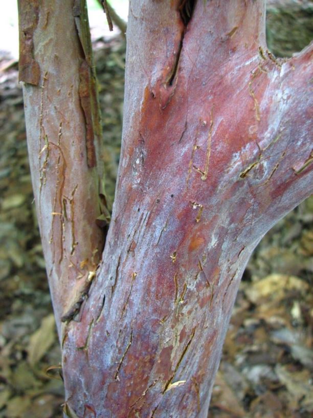 Clethra acuminata cinnamon clethra, mountain sweet pepperbush The