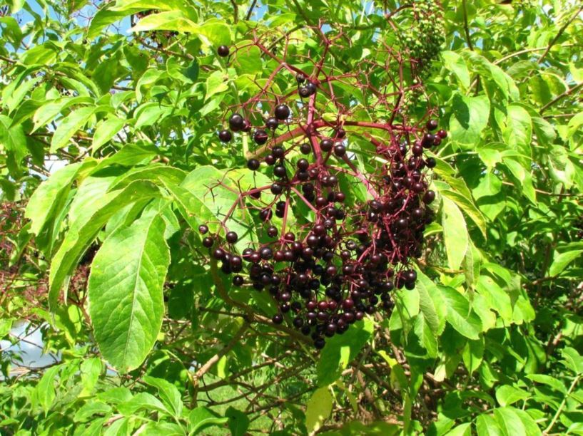 Sambucus canadensis 'Aurea' golden American elder, golden American
