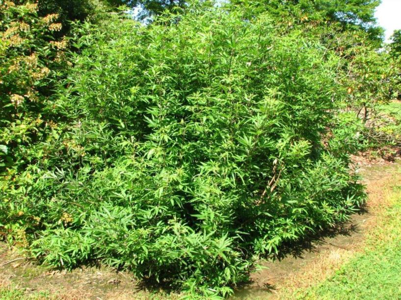 Vitex agnuscastus common chastetree, lilac chastetree The Dawes Arboretum