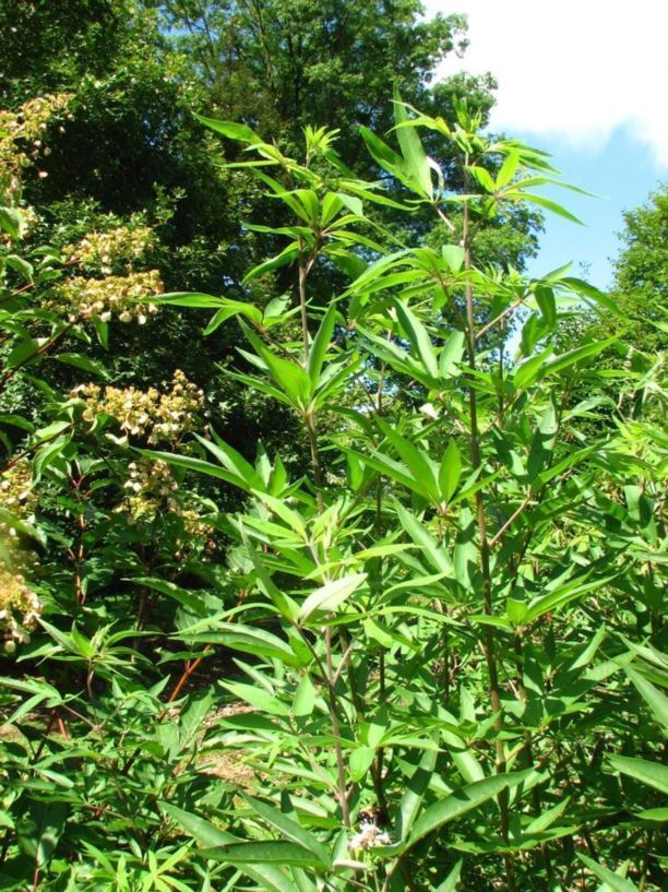 Vitex agnuscastus common chastetree, lilac chastetree The Dawes Arboretum