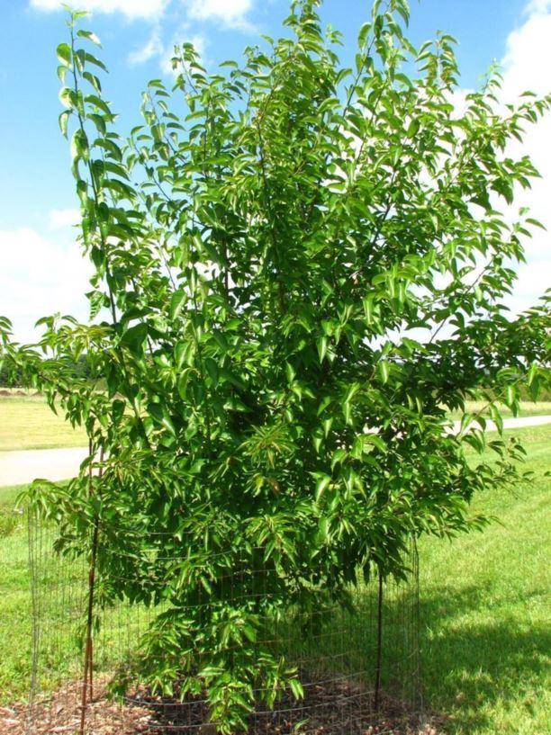 Maclura pomifera 'Denmark' Denmark Osageorange, Denmark hedgeapple The Dawes Arboretum