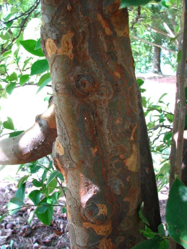 Pseudocydonia sinensis Chinesequince The Dawes Arboretum