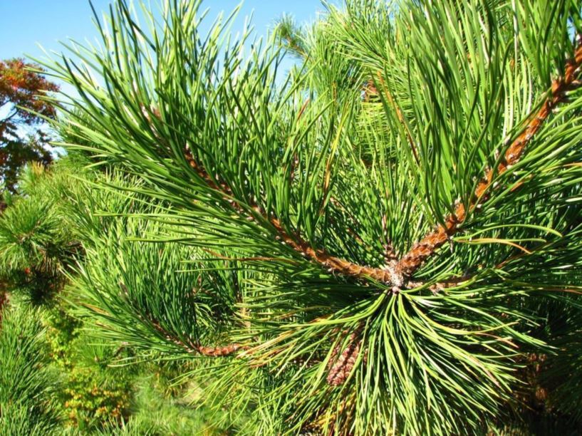 Pinus rigida pitch pine The Dawes Arboretum
