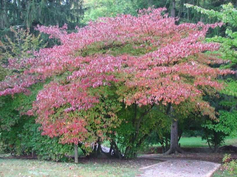 Cornus alternifolia pagoda dogwood, alternateleaf dogwood The