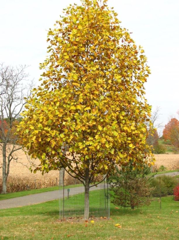 Liriodendron tulipifera 'Aureomarginatum' goldedge tuliptree, gold