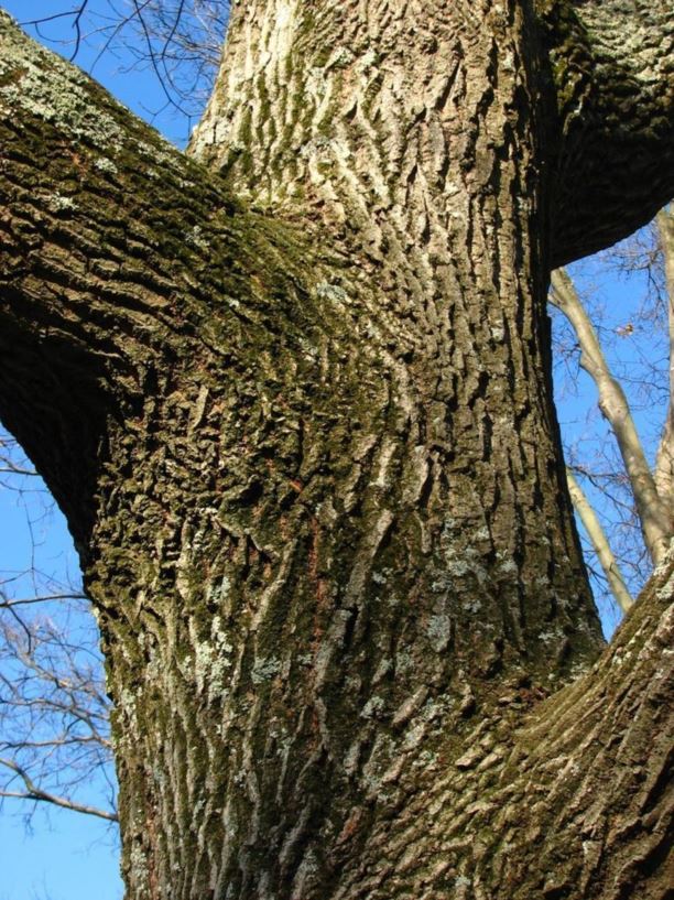 Quercus montana chestnut oak, basket oak The Dawes Arboretum